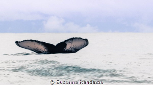 tail of humpback whale , Bahia Solano , Colombia by Susanna Randazzo 